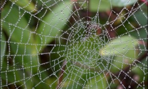 Indianapolis Spider Control